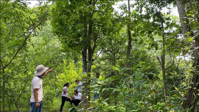 爷爷30年前种下3棵“发财树”,如今价值80万,爷爷说不卖