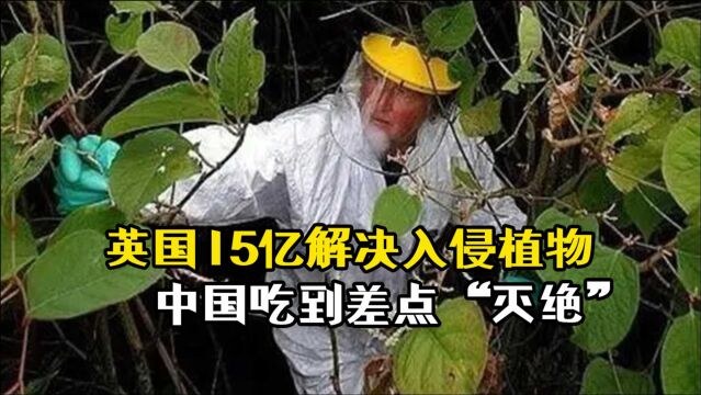 入侵植物逃不过中国的胃?英国花15亿防治,中国却吃到人工种植!