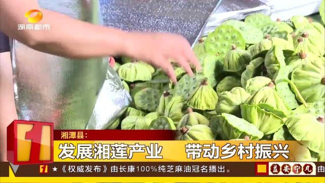 湘潭湘莲种植面积10万亩 出口贸易额达3亿元 带动乡村振兴