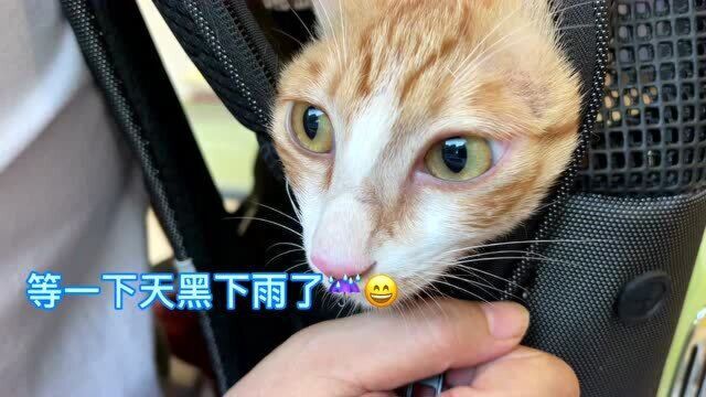 平常在家任性妄为打人的猫面对医生会怎么样?看到针筒的无奈表情