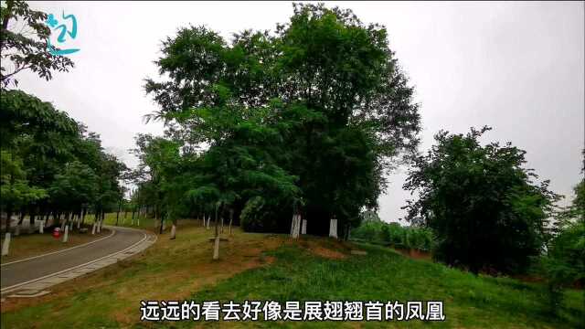 企鹅号剪辑版:四川成都凤凰山,曾经是一个神秘之地,如今怎样,自驾来看看