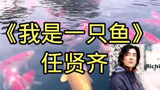 《我是一只鱼》任贤齐经典金曲