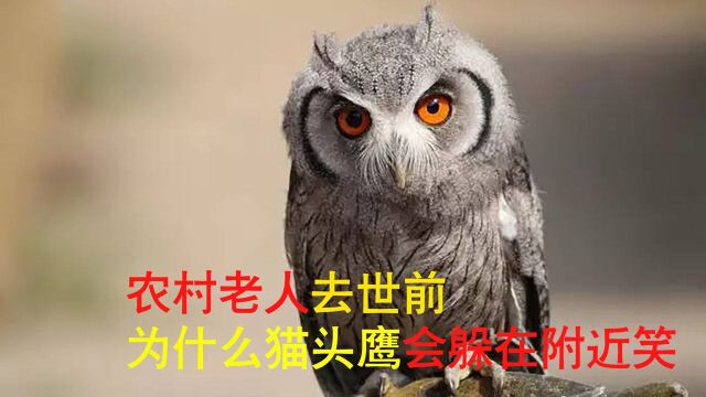 农村老人去世前 为什么猫头鹰会躲在附近笑#“知识抢先知”征稿大赛#