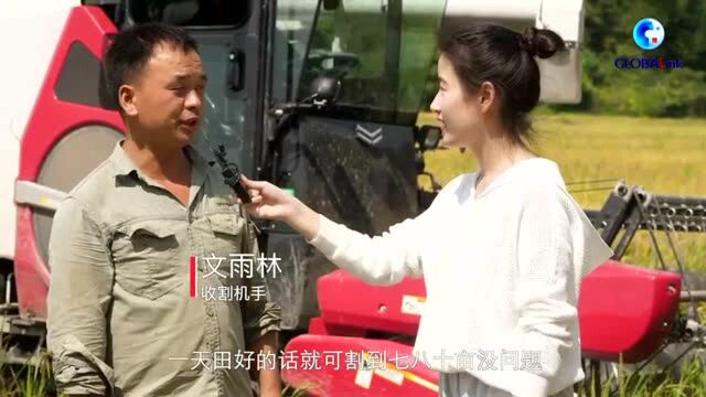 全球连线|中国南方夏粮收割亲历记