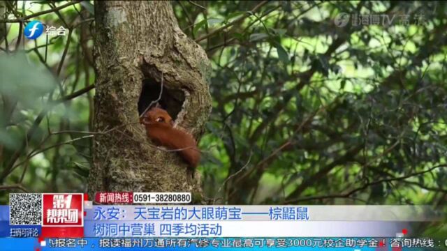 原来你是这样的棕鼯鼠!镜头记录下,棕鼯鼠不为人知的另一面