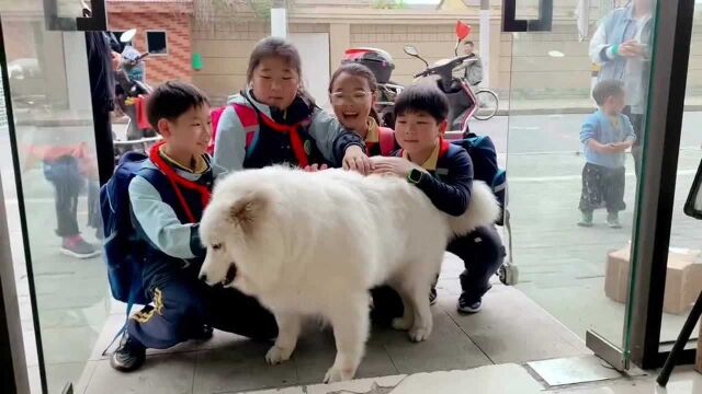 因为肉肉的存在,我们公司现在已经成为附近小学生下学打卡景点之一了!