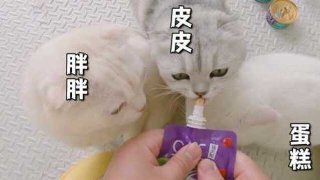 当猫咪看到其它小猫咪秀恩爱时,会有什么反应?猫咪:太恶心了!