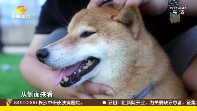 性格差、拆家、不准摸、撒手没?“最强表情包”柴犬如何领回家?