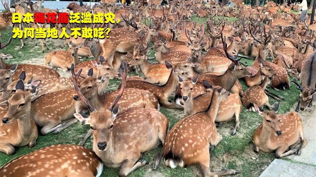 日本梅花鹿泛滥成灾,破坏农田、街头抢食物,为何当地人不敢吃?