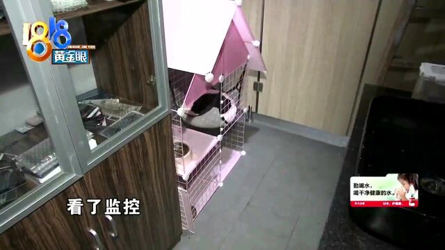 男子半夜潜入手机店还偷走猫 缘由是网络赌博输了钱 警方24破案