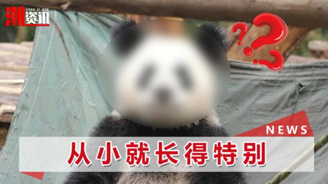 四川“潦草”熊猫走红,网友看完它照片迷惑了:熊猫长啥样来着