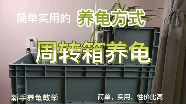 养龟神器周装箱,想学养龟的朋友们来了解一下吧,简单又实用!