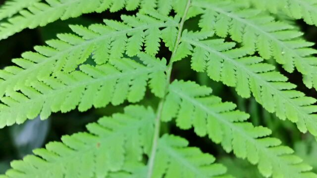 这种植物长得很漂亮,它叫姬蕨,一种野生中草药,来认识一下吧