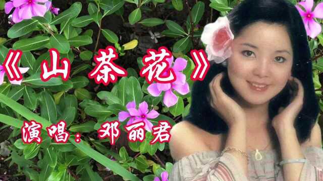 一首怀旧经典老歌,邓丽君演唱的《山茶花》歌声甜美,让人陶醉