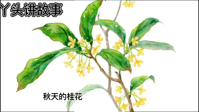 秋天的桂花–儿童故事