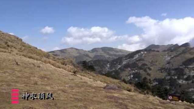 神农架林区,号称“华中第一峰”的神农顶,具有“神农第一景”之称的神农谷