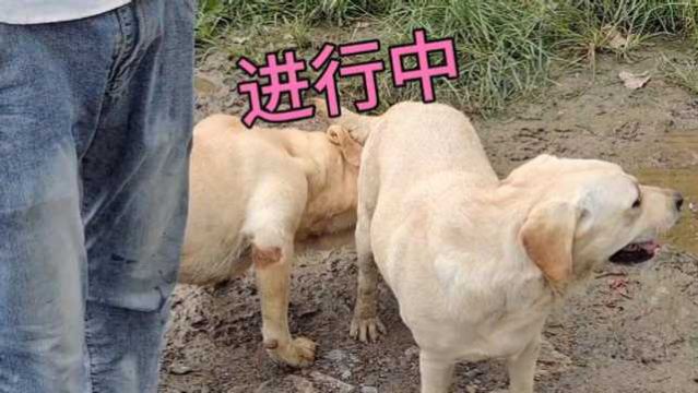 狗狗发情多久可以配,怎样配才能生的狗崽多,听配种师咋讲咋说?