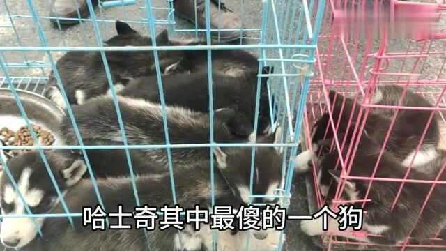 河南许昌狗市,一只军犬售价600被牵走,卖方夫妻恋恋不舍!