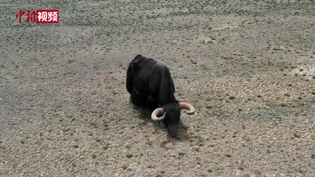 实拍“特立独行”的藏北高原野牦牛