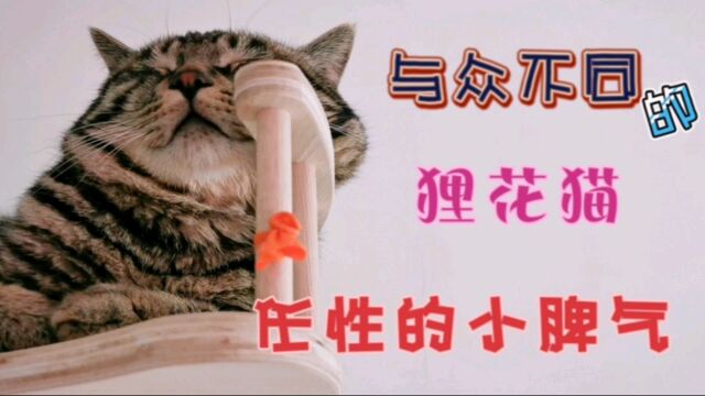 狸花猫的孤僻,独来独往的这种性格,即使铲屎官都改变不了它?