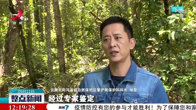 云南普洱首次拍到国家一级保护动物豺珍贵视频