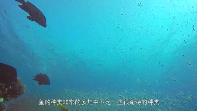 一种非常奇特的鱼类,会跳出水面“飞”,对比能力名字更为奇怪