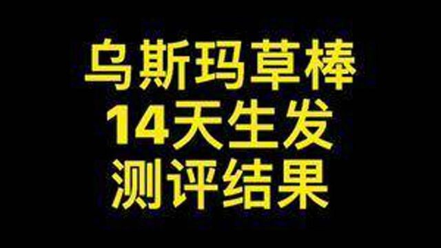 真实自用测评#乌斯玛草棒