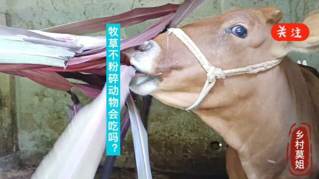 种植贵州多年生牧草喂动物,不粉碎直接喂牛和猪,我们看结果怎样