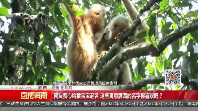 网友费心给猿宝宝起名 这些寓意满满的名字你喜欢吗?