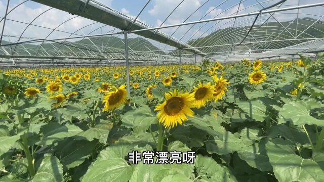 农村新型暴利行业,承包10亩蔬菜大棚种植它,靠游客年收入20万