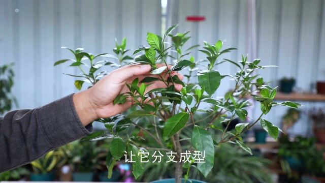 秋冬养栀子花,“这件事”绝不能做,否则来年不开花