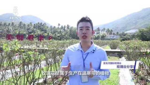 名后亚龙湾国际玫瑰谷