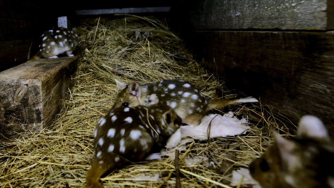 呆萌的袋鼬幼崽顽皮互动惹人爱!鼬妈狩猎失败还得归巢哺乳!