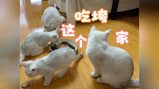 九只猫一个月究竟能吃多少猫粮?