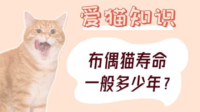 布偶猫寿命一般多少年?