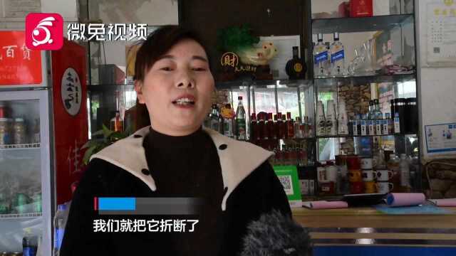 生命真顽强!贵州一饭店水泥地面长,出近3米高的“辣椒树”