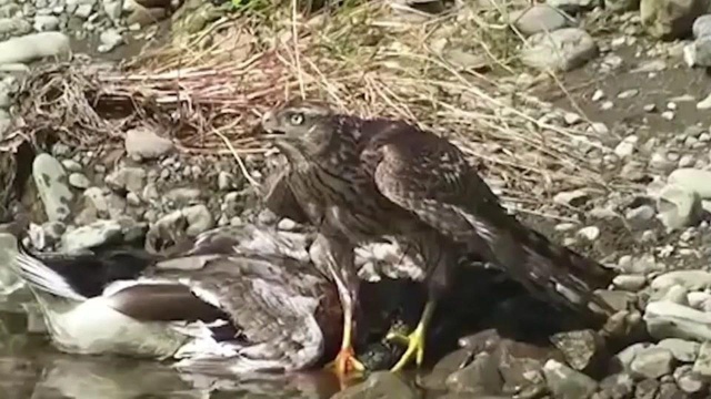 苍鹰猎捕水鸭,直接把水鸭按水里,水鸭玩了一辈子水竟然被水淹死