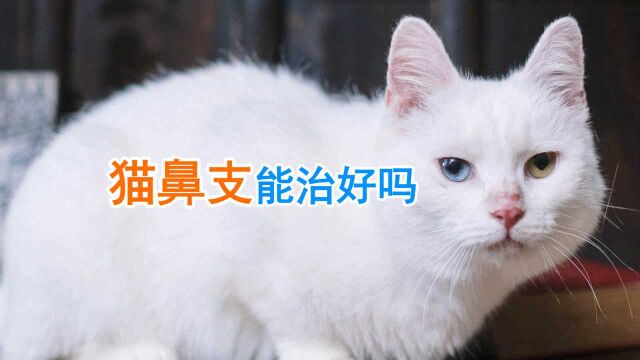 猫鼻支能治好吗