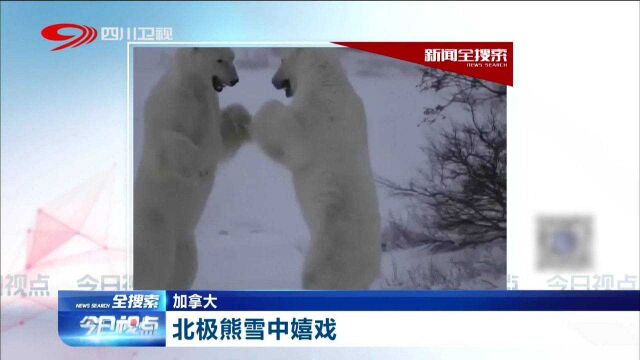 两只北极熊在雪中嬉戏,画面一度喜感,赶紧查收今日快乐