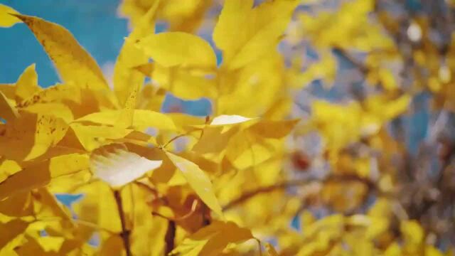 静心安神,茂密森林小河景色,安宁舒压