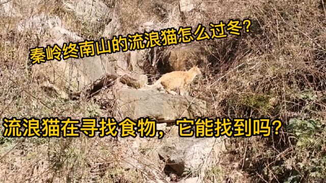 秦岭终南山的流浪猫怎么过冬?流浪猫在寻找食物,它能找到吗?