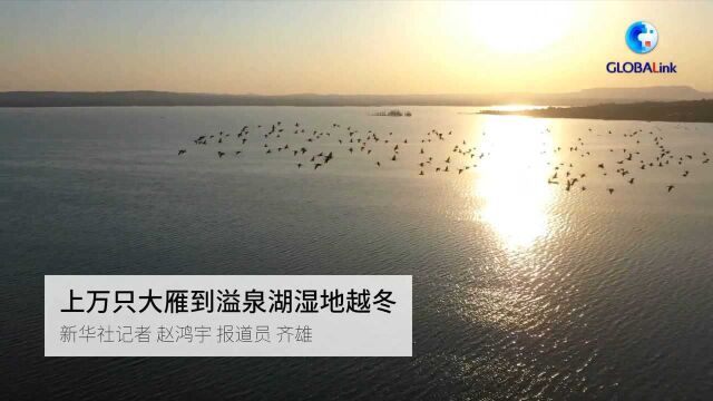 全球连线|上万只大雁到溢泉湖湿地越冬