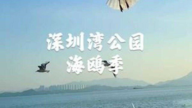 深圳湾公园海鸥返程攻略