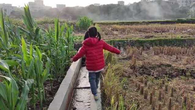 女儿跑到田野玩耍,用一根禾秆做哨子,声音很经典