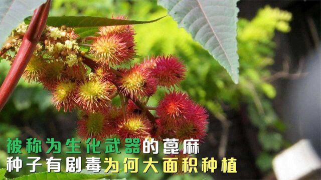 被称为生化武器的蓖麻,1年长5米,种子有剧毒,为何大面积种?