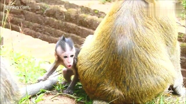 小猴查理抱着大猴子布林的尾巴上,急的吹口哨:我的妈妈在哪!