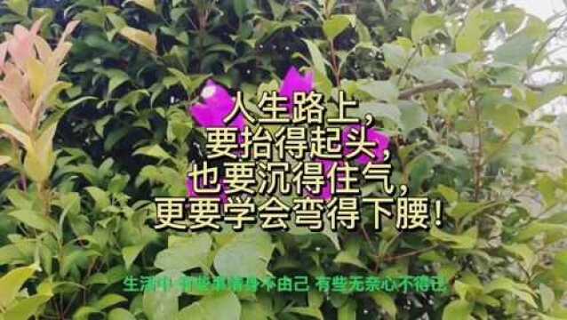 人生路上,要抬得起头,也要沉得住气,更要学会弯得下腰!