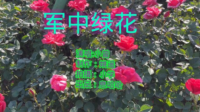 一首《军中绿花》歌曲