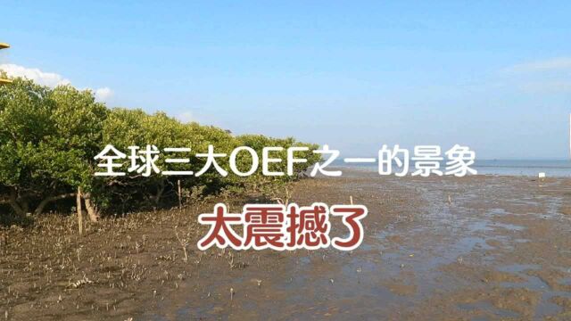 广西防城港港口区3300多公顷、全球三大OEF之一的景像,太震撼了