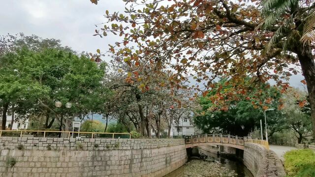 香港一块鸟语花香之地【岳中琦博主】